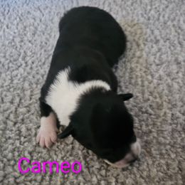Cameo - Black and white female Border Collie puppy in Gaffney, South Carolina from On the Lamb