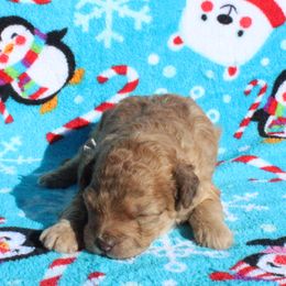 Joy - Apricot female Poodle puppy in Greenville, South Carolina from Wendy's House Of Poodles LLC