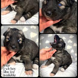 Briar - Agouti and white male Siberian Husky puppy in Florence, Kentucky from Moonlight Howl Huskies