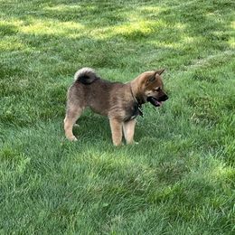 Akira - Black and tan Shiba Inu puppy in Merrillville, Indiana from Kaste Kennel