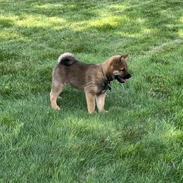 Akira - Black and tan Shiba Inu puppy in Merrillville, Indiana from Kaste Kennel