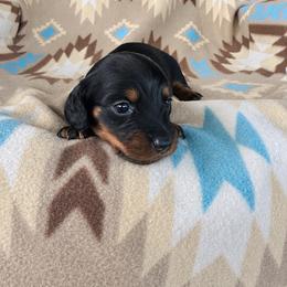 Boy 3 - Black and tan male Dachshund puppy in Oklahoma from Red Oak Long Dogs