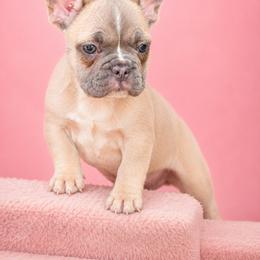 Daisy - Fawn and white female French Bulldog puppy in Plano, Illinois from Velvet Fluffy Pups