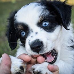 Miniature Australian Shepherd Puppies from Knockout Aussies