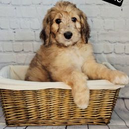 Polly - Merle-sable female Saint Berdoodle puppy in Battle Ground, Washington from Mad Hatter Farms Saint Berdoodles