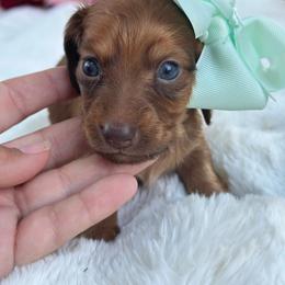 Blossom - Red female Dachshund puppy in Lakeland, Florida from Elite Doxies Florida