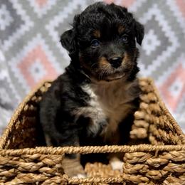 Violet - Black tri-color female Australian Shepherd puppy in Clover, South Carolina from Jo’s Aussies