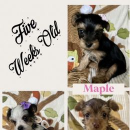 Yorkshire Terrier Puppies from Vanessa Alvarez