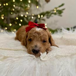 Snowy - Red  female Goldendoodle puppy in Rio Linda, California from Plush Doodles