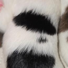 Girl 1 - White black and tan female Papillon puppy in Forest City, North Carolina from Eastern Papillions