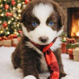 Coco - Red & white male Miniature Australian Shepherd puppy in Alexandria, Virginia from Fairfax Aussies