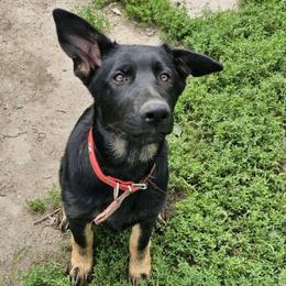 Cujo - German Shepherd puppy from Von Thomson Haus