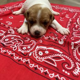 Jack Russell Terrier Puppies from Kilgus Jack Russell Terriers