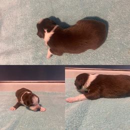 Miniature Australian Shepherd Puppies from Quarle Ranch Mini Aussies