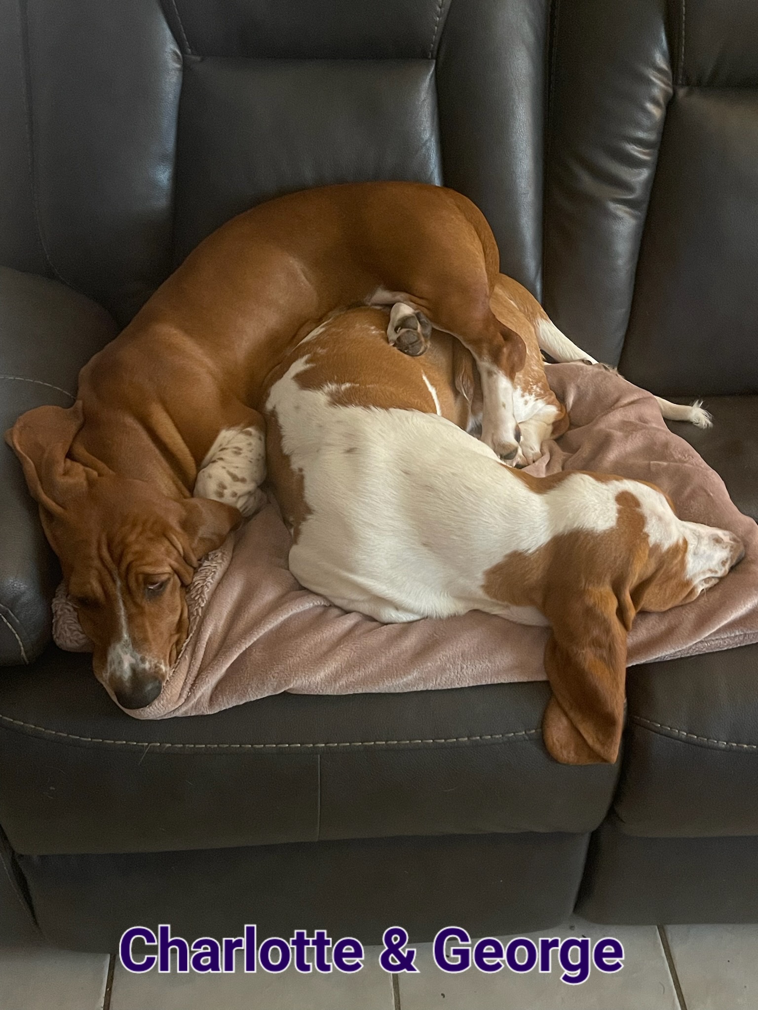 Basset Hound Puppies from Happy Hound Bassets of Whitney