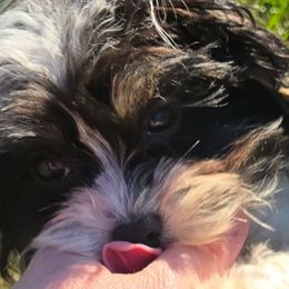 Comet - Black and white male Cavapoo puppy in Lebanon, Kentucky from Mosaic Merle Doodles