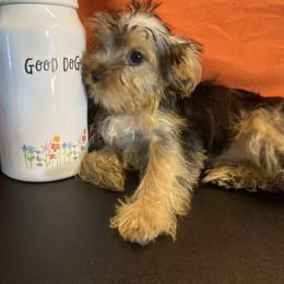 Girl 1 - Blue and gold female Yorkshire Terrier puppy in Marion, Indiana from Thomas Terriers