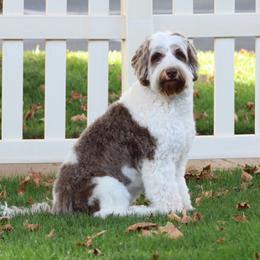 Lily - Australian Labradoodle