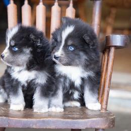 Captain - Black and white male Pomsky puppy in Moultonborough, New Hampshire from Foxfire Arctic Spitz