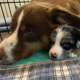 Miniature Australian Shepherd Puppies from Kizmit Farmz