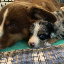 Miniature Australian Shepherd Puppies from Kizmit Farmz