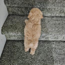 Poodle Puppies from Caboodles Of Poodles