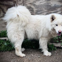 Sylvie - Alaskan Malamute
