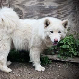 Sylvie - Alaskan Malamute
