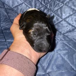 Indy - Sable female German Shepherd puppy in Pennock, Minnesota from Shakopee Creek German Shepherds