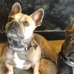 French Bulldogs from Dortoria's French Bulldogs