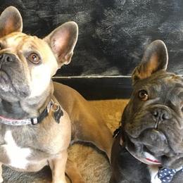 French Bulldogs from Dortoria's French Bulldogs
