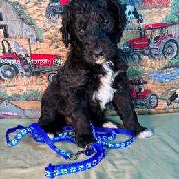 Capt. Morgan - Black male Goldendoodle puppy in Water Valley, Mississippi from Olympian Doodles