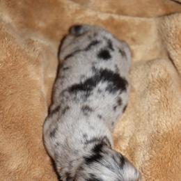 Black and Tan Dapple - Dapple male Dachshund puppy in Pontotoc, Mississippi from Doubletake Doodles & Dachshunds