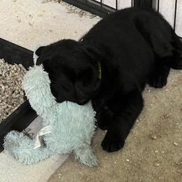 French Bulldog and Labrador Retriever Puppies from Horseman Hilltop Labradors and Jodee's Frenchies