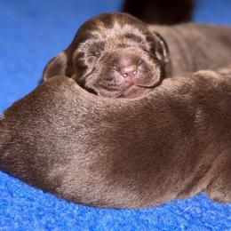 Pink Collar - Chocolate female Labrador Retriever puppy in Brooksville, Florida from Lonestar Labradors C&E