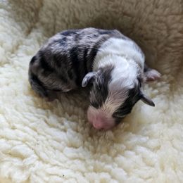 Shihpoo Puppies from Perfect Companion Puppies
