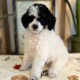 Maize - Parti female Poodle puppy in Nixa, Missouri from Foxtrot Farm Poodles