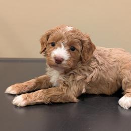 Angel - Red female Cavapoo puppy in Coshocton, Ohio from Forever Family Puppies