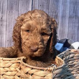 India - Red  Goldendoodle puppy in Chelan, Washington from North Cascades Doodles