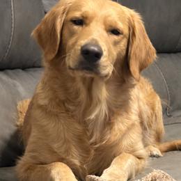 Penny - Golden Retriever
