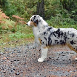 Australian Shepherd All Grown Up from Drayton Australian Shepherds
