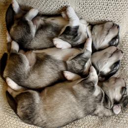 Siberian Husky Puppies from Fly Siberian