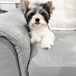 Biewer Terrier and Yorkshire Terrier Puppies from Coastal Yorkshire Terrier Yorkies & Biewer Terriers