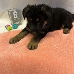 Atlas - Black and tan male German Shepherd puppy in Stanardsville, Virginia from Majestic K9 LLC