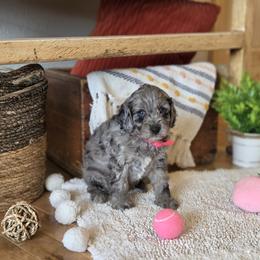 F1B Meet Nala :) - Merle female Cavapoo puppy in Centerville, Iowa from Barnyard Dachshunds, Dals & Doodles