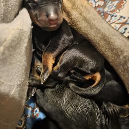 Girl 2 - Black and rust female Doberman Pinscher puppy in Vale, North Carolina from Von Katzenstein Kennel