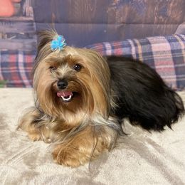 Piper - Yorkshire Terrier