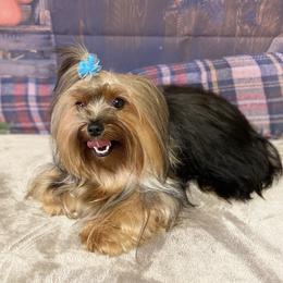 Piper - Yorkshire Terrier
