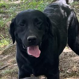 Clancy - Labrador Retriever