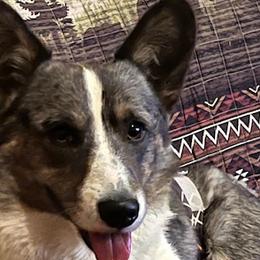 Seymour Butts - Cardigan Welsh Corgi